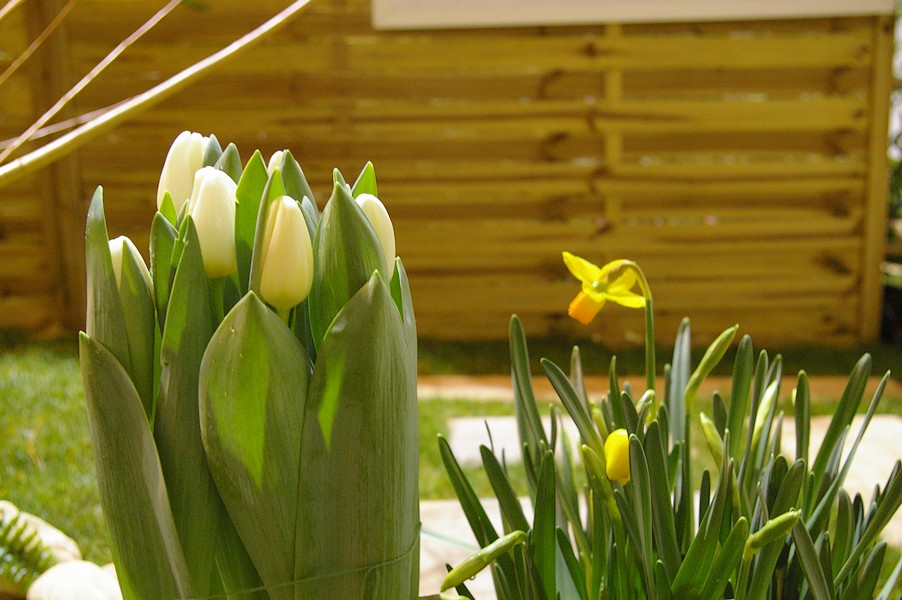macro fleurs: macro fleurs 016